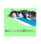 規格外の2匹（個別スタンプ：6）