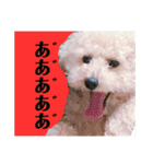 規格外の2匹（個別スタンプ：7）