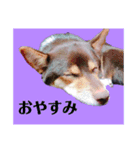規格外の2匹（個別スタンプ：8）