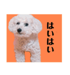 規格外の2匹（個別スタンプ：10）