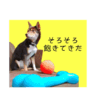 規格外の2匹（個別スタンプ：11）