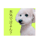 規格外の2匹（個別スタンプ：12）