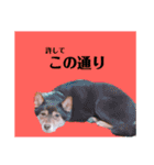規格外の2匹（個別スタンプ：13）