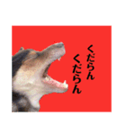 規格外の2匹（個別スタンプ：15）