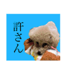 規格外の2匹（個別スタンプ：16）