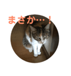 おふざけネコスタンプ（個別スタンプ：4）