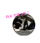 おふざけネコスタンプ（個別スタンプ：6）