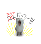 ヨーキーな仲間達part2(写真ver)（個別スタンプ：14）