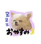 チワワの梅ちゃん（個別スタンプ：13）