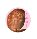 ふくろう だもの。（個別スタンプ：2）