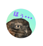 ふくろう だもの。（個別スタンプ：5）