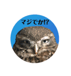 ふくろう だもの。（個別スタンプ：9）