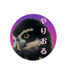 ふくろう だもの。（個別スタンプ：13）