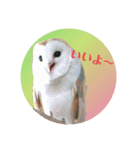 ふくろう だもの。（個別スタンプ：16）
