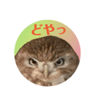 ふくろう だもの。（個別スタンプ：17）