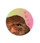 ふくろう だもの。（個別スタンプ：18）