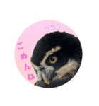 ふくろう だもの。（個別スタンプ：20）