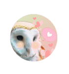 ふくろう だもの。（個別スタンプ：21）
