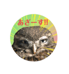 ふくろう だもの。（個別スタンプ：24）