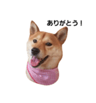 柴犬ももちゃん 写真バージョン part.2（個別スタンプ：1）