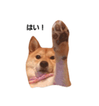 柴犬ももちゃん 写真バージョン part.2（個別スタンプ：2）