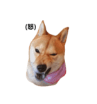 柴犬ももちゃん 写真バージョン part.2（個別スタンプ：4）