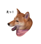 柴犬ももちゃん 写真バージョン part.2（個別スタンプ：5）