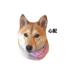 柴犬ももちゃん 写真バージョン part.2（個別スタンプ：7）