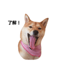 柴犬ももちゃん 写真バージョン part.2（個別スタンプ：8）