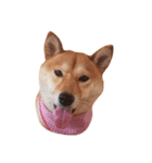 柴犬ももちゃん 写真バージョン part.2（個別スタンプ：9）