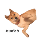 柴犬ももちゃん 写真バージョン part.2（個別スタンプ：10）