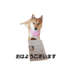 柴犬ももちゃん 写真バージョン part.2（個別スタンプ：13）