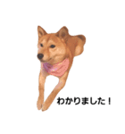 柴犬ももちゃん 写真バージョン part.2（個別スタンプ：15）