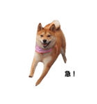 柴犬ももちゃん 写真バージョン part.2（個別スタンプ：16）