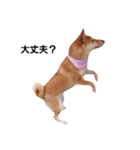 柴犬ももちゃん 写真バージョン part.2（個別スタンプ：17）