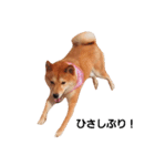柴犬ももちゃん 写真バージョン part.2（個別スタンプ：18）