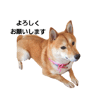 柴犬ももちゃん 写真バージョン part.2（個別スタンプ：20）