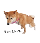 柴犬ももちゃん 写真バージョン part.2（個別スタンプ：22）