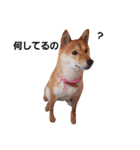 柴犬ももちゃん 写真バージョン part.2（個別スタンプ：23）