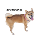 柴犬ももちゃん 写真バージョン part.2（個別スタンプ：24）