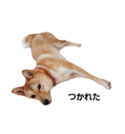 柴犬ももちゃん 写真バージョン part.2（個別スタンプ：25）