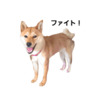 柴犬ももちゃん 写真バージョン part.2（個別スタンプ：28）