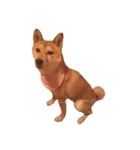 柴犬ももちゃん 写真バージョン part.2（個別スタンプ：30）