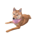 柴犬ももちゃん 写真バージョン part.2（個別スタンプ：31）