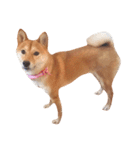 柴犬ももちゃん 写真バージョン part.2（個別スタンプ：32）