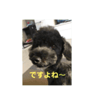 トイプードルブラック＆ブラックタン（個別スタンプ：14）