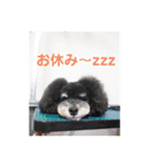 トイプードルブラック＆ブラックタン（個別スタンプ：15）