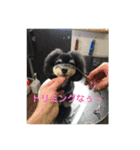 トイプードルブラック＆ブラックタン（個別スタンプ：16）