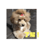 可愛いミルクプリン（個別スタンプ：3）