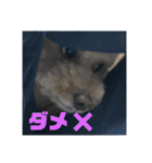可愛いミルクプリン（個別スタンプ：7）